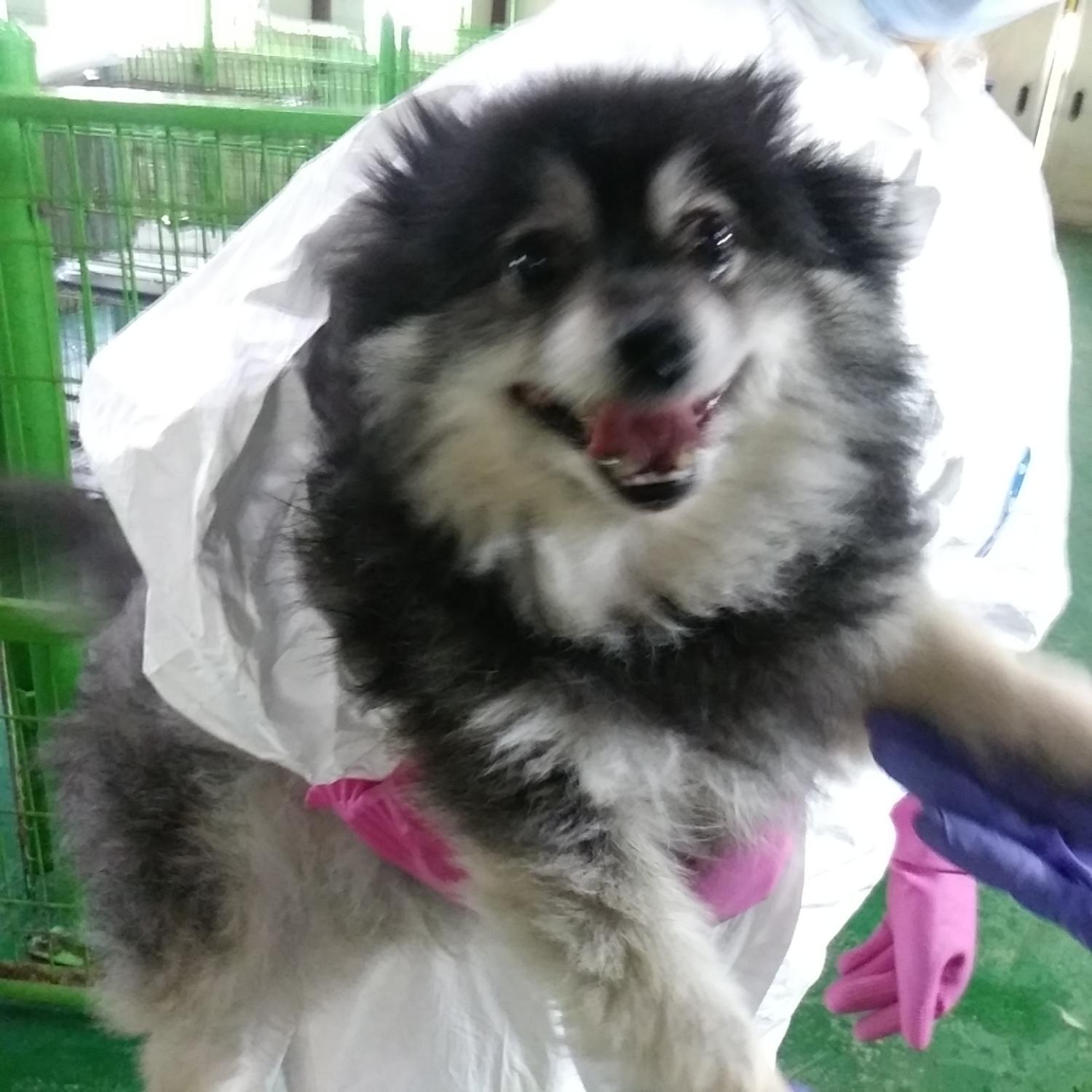 인천광역시수의사회_428353202300760